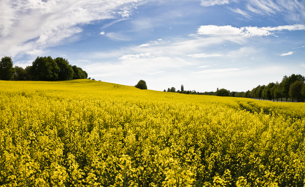 Die Länderinitiativen fordern eine ganzheitliche Strategie. Bild: Markus Pink [https://www.flickr.com/photos/kompott/5713458575 "Brassica Napus"] [https://creativecommons.org/licenses/by/2.0/ CC-BY 2.0] via [https://www.flickr.com Flickr]