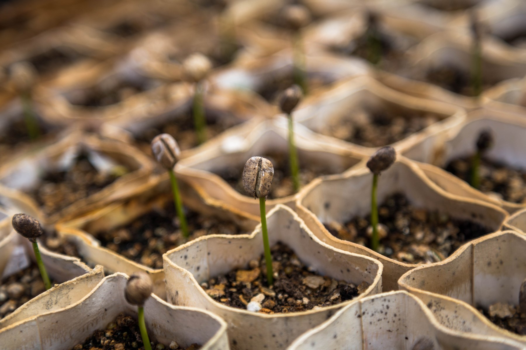 Eine andere Form der Transformation. Bild: [https://unsplash.com/photos/aO_jMXTduUE Christian Joudrey]