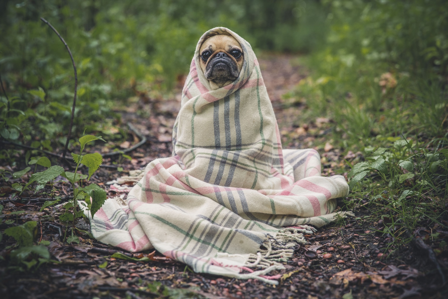 Mops in einer Decke.