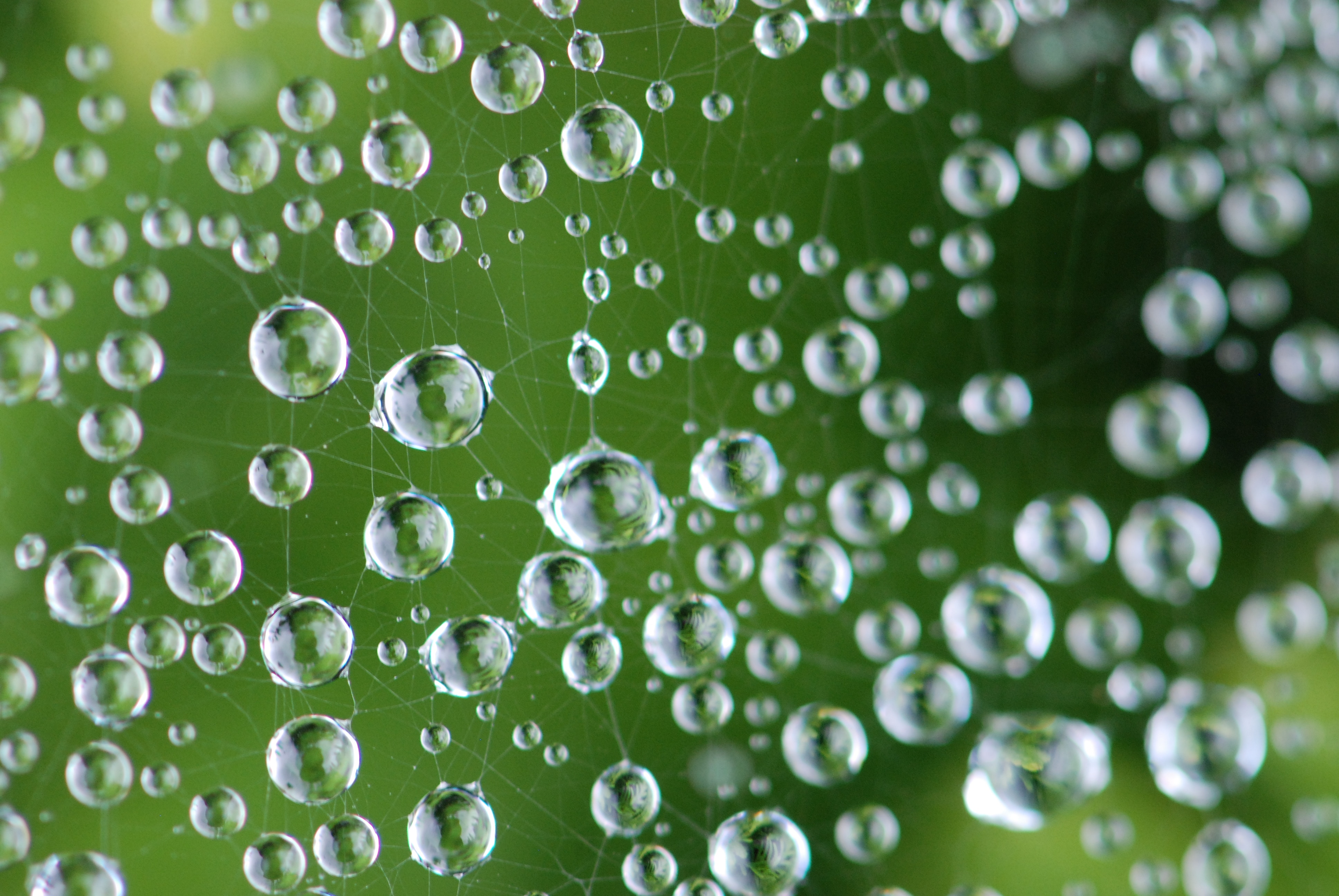 Spinnenweben mit Wassertropfen