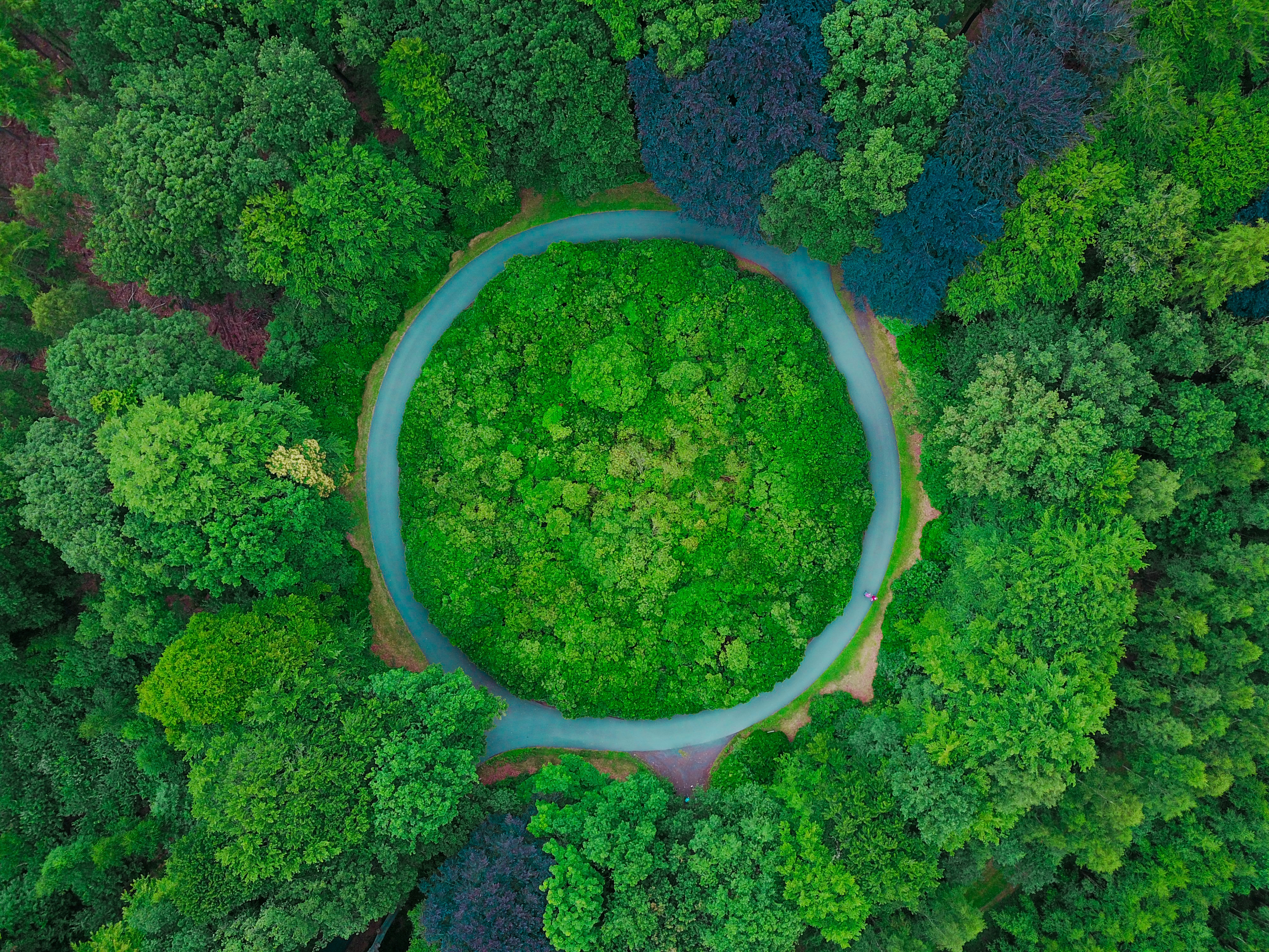 Ein Wald von oben, durch den ein kreisförmiger Weg führt