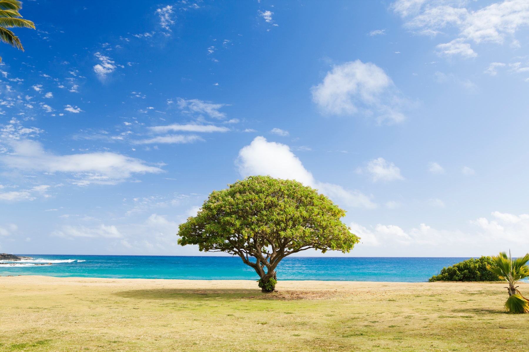 Baum vor dem Meer. 